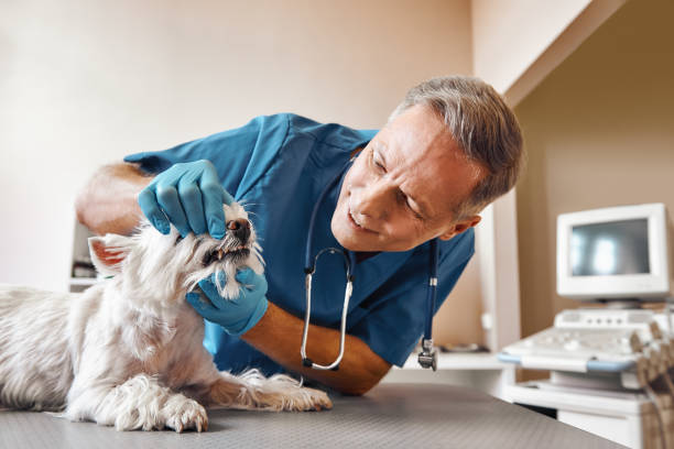 Best Emergency Dentist for Special Needs Patients in Lake Stickney, WA